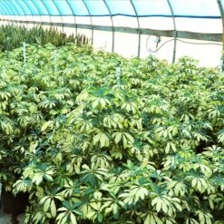 Variegated Dwarf Umbrella Tree - Schefflera Trinette 13 Variegated Dwarf Umbrella Tree - Schefflera Trinette -Brighter Blooms Schefflera Trinette 4 BB