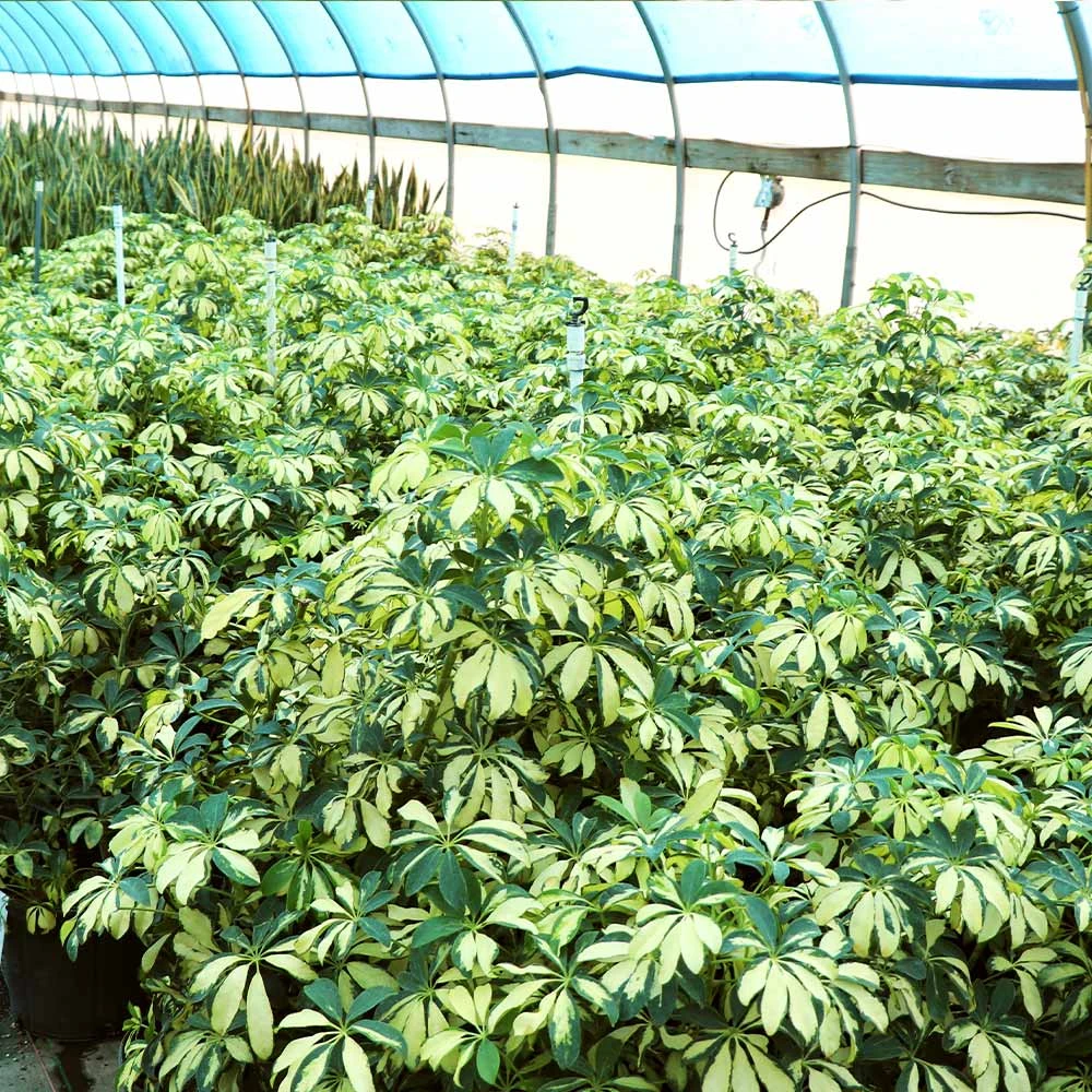 Variegated Dwarf Umbrella Tree - Schefflera Trinette 7 Variegated Dwarf Umbrella Tree - Schefflera Trinette - Image 5