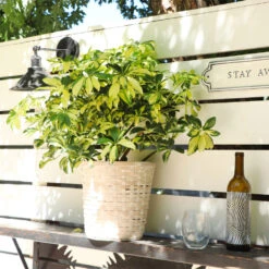 Variegated Dwarf Umbrella Tree - Schefflera Trinette 15 Variegated Dwarf Umbrella Tree - Schefflera Trinette -Brighter Blooms Schefflera Trinette 5 BB