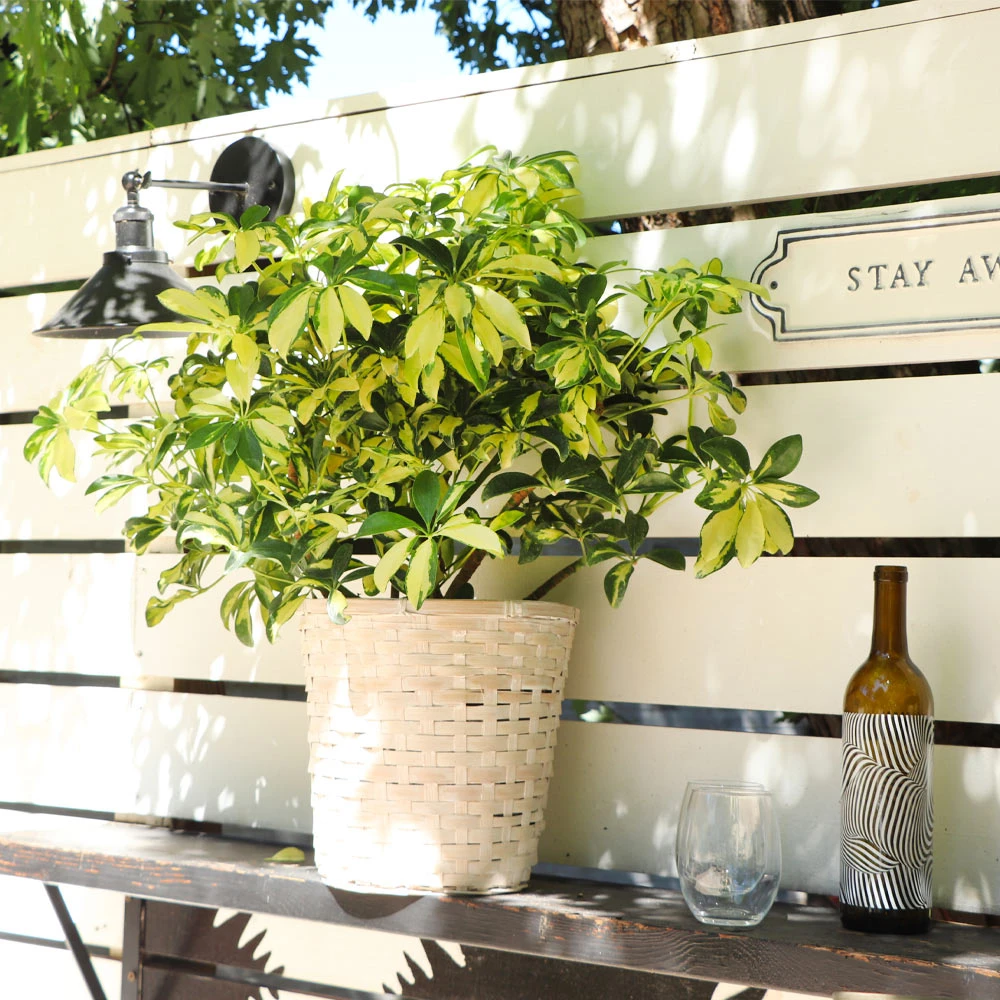 Variegated Dwarf Umbrella Tree - Schefflera Trinette 9 Variegated Dwarf Umbrella Tree - Schefflera Trinette - Image 7