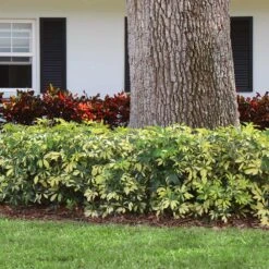 Variegated Dwarf Umbrella Tree - Schefflera Trinette 11 Variegated Dwarf Umbrella Tree - Schefflera Trinette -Brighter Blooms Schefflera Trinette 7jpg