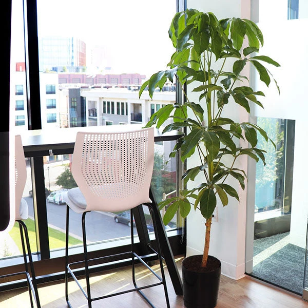 Umbrella Tree 3 Umbrella Tree