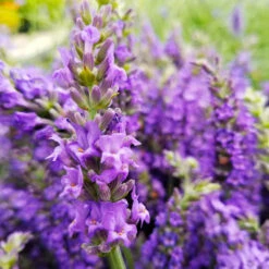 Sensational™ Lavender 11 Sensational™ Lavender -Brighter Blooms Sensational Lavender 10