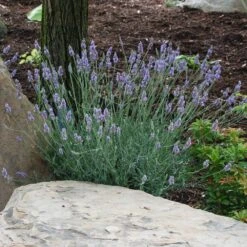 Sensational™ Lavender 9 Sensational™ Lavender -Brighter Blooms Sensational Lavender 9 BB