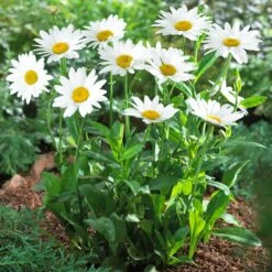 Becky Shasta Daisy -Brighter Blooms Shasta Daisy Becky 5 FGT