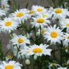Becky Shasta Daisy -Brighter Blooms Shasta Daisy Becky BB 600x600 cf0500fc 731d 47d5 9416 065a9d3d3862