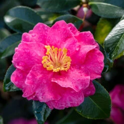 Shi-Shi Gashira Camellia Shrub 9 Shi-Shi Gashira Camellia Shrub -Brighter Blooms ShiSHi Gashira Camellia 2 BB