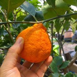Shiranui Mandarin Tree -Brighter Blooms Shiranui Mandarin 1