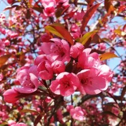 Show Time™ Crabapple Tree -Brighter Blooms Show Time Crabapple 2