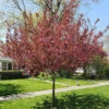 Show Time™ Crabapple Tree -Brighter Blooms Show Time Crabapple BB 600x600 2805d84c 262b 4d44 a989 704db37070b1