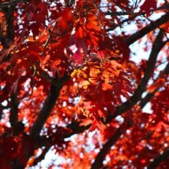 Shumard Oak Tree -Brighter Blooms Shumard Oak 4 BB