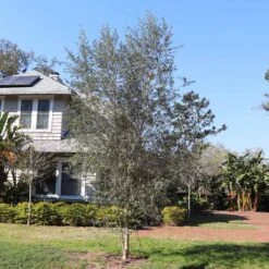 Sikitita Olive Tree -Brighter Blooms Sikitata olive 2