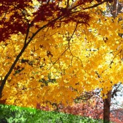 Silver Maple Tree -Brighter Blooms Silver Maple Tree 5