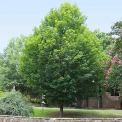 Silver Maple Tree -Brighter Blooms Silver Maple Tree 6