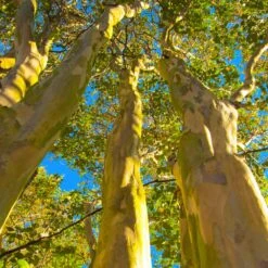 Sioux Crape Myrtle -Brighter Blooms Sioux Crape Myrtle