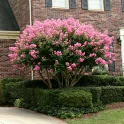 Sioux Crape Myrtle -Brighter Blooms Sioux Crape myrtle 2