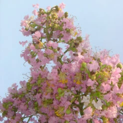 Sioux Crape Myrtle -Brighter Blooms Sioux Crape myrtle 5 BB