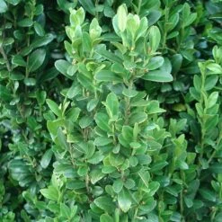 Sky Pencil Holly Tree 13 Sky Pencil Holly Tree -Brighter Blooms Sky Pencil Holly 2 BB