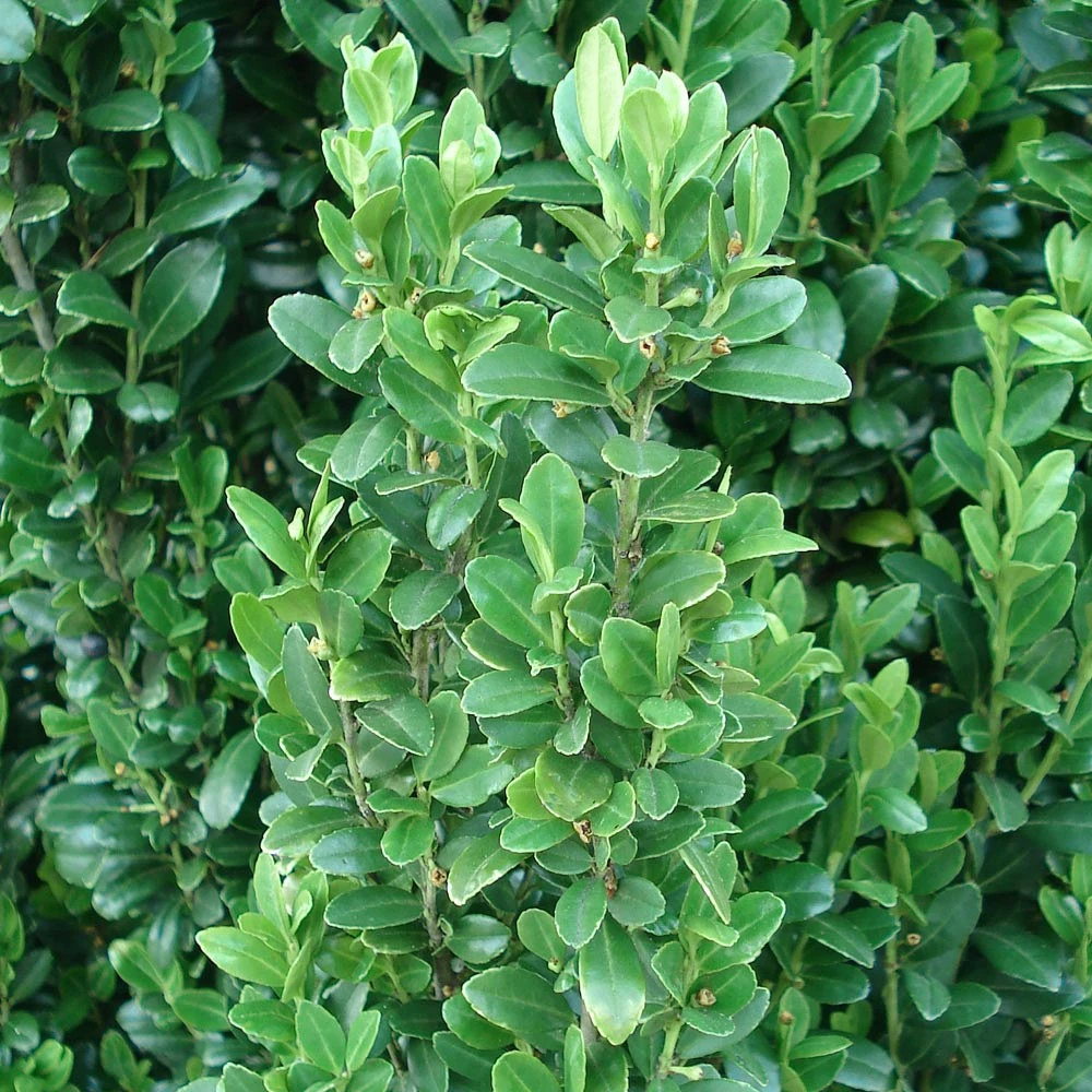 Sky Pencil Holly Tree 8 Sky Pencil Holly Tree - Image 6