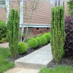 Sky Pencil Holly Tree 10 Sky Pencil Holly Tree -Brighter Blooms Sky Pencil Holly 6 BB