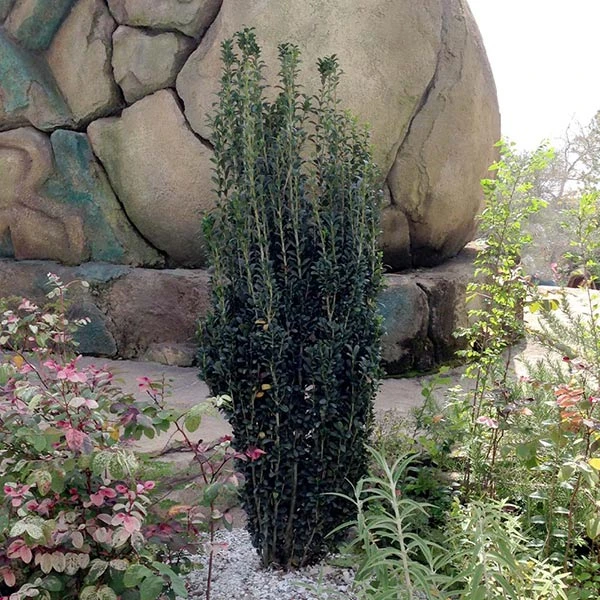 Sky Pencil Holly Tree 3 Sky Pencil Holly Tree