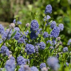 Skylark California Lilac 7 Skylark California Lilac -Brighter Blooms Skylark California Lilac 3 FGT