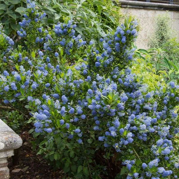 Skylark California Lilac 3 Skylark California Lilac