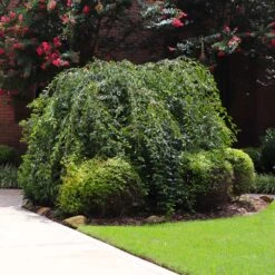 Snow Fountains® Weeping Cherry Tree -Brighter Blooms Snow Fountains Weeping Cherry 2 BB