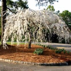 Snow Fountains® Weeping Cherry Tree -Brighter Blooms Snow Fountains Weeping Cherry 7 BB