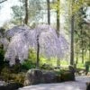 Snow Fountains® Weeping Cherry Tree -Brighter Blooms Snow Fountains Weeping Cherry BB 600x600 5ef2a055 859d 4759 8a9f 68a636eab62a