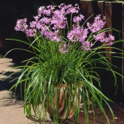 Society Garlic Plant -Brighter Blooms Society Garlic 4 BB