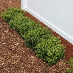 Soft Touch Holly Shrub -Brighter Blooms Soft Touch Holly2