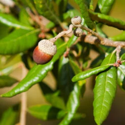 Live Oak Tree -Brighter Blooms Southern Live Oak FGT 1
