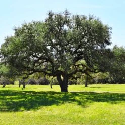 Live Oak Tree -Brighter Blooms Southern Live Oak FGT 3