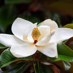 Southern Magnolia Tree 9 Southern Magnolia Tree -Brighter Blooms Southern Magnolia 7 BB