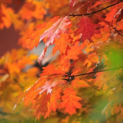 Southern Red Oak Tree -Brighter Blooms Southern Red Oak 5 BB