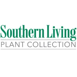 Flirt™ Nandina Bush -Brighter Blooms Southn Living 1000x1000 898dcea9 768f 4ed9 bb8f 59cf1cf5dc1a