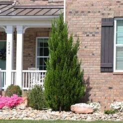 Spartan Juniper Tree 11 Spartan Juniper Tree -Brighter Blooms Spartan Juniper 8