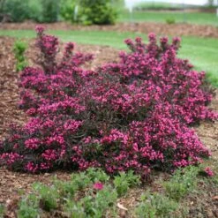Spilled Wine® Weigela Shrub -Brighter Blooms Spilled Wine Weigela 1 BB