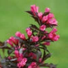 Spilled Wine® Weigela Shrub -Brighter Blooms Spilled Wine Weigela BB 600x600 404a5d44 16de 4b12 94c6 68b4dc11a660
