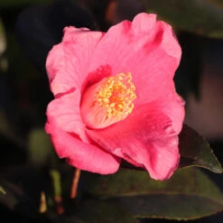 Spring's Promise Camellia Shrub -Brighter Blooms Springs Promise Camellia 2 BB