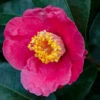 Spring's Promise Camellia Shrub 2 Spring's Promise Camellia Shrub -Brighter Blooms Springs Promise Camellia BB 600x600 3749903c 7ab1 4823 8768 c3bb3b3d480b