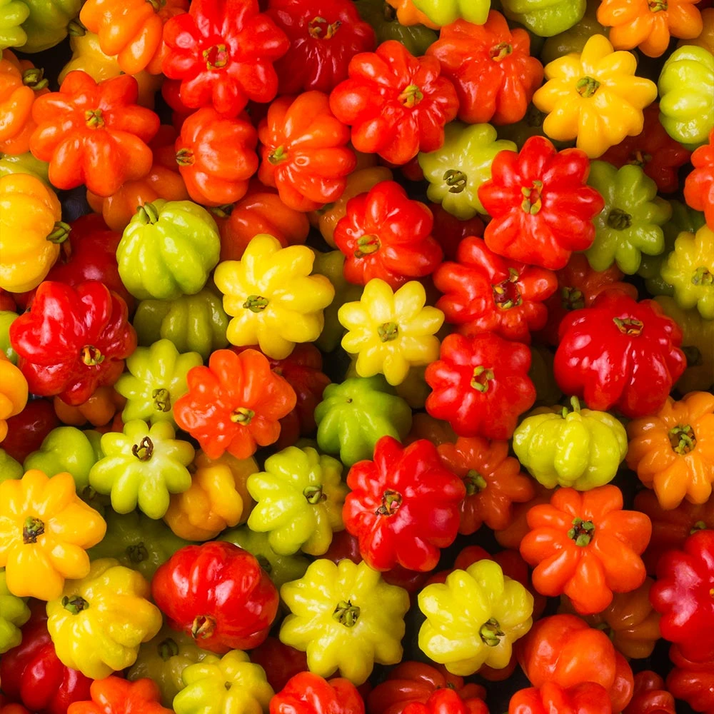 Star Cherry Tree (Pitanga) 6 Star Cherry Tree (Pitanga) - Image 4