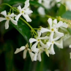 Star Jasmine Vine -Brighter Blooms Star Jasmine 3