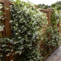 Star Jasmine Vine