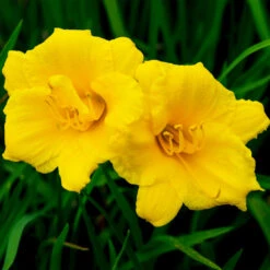 Stella D'Oro Daylily -Brighter Blooms Stella De Oro Daylily 2 BB