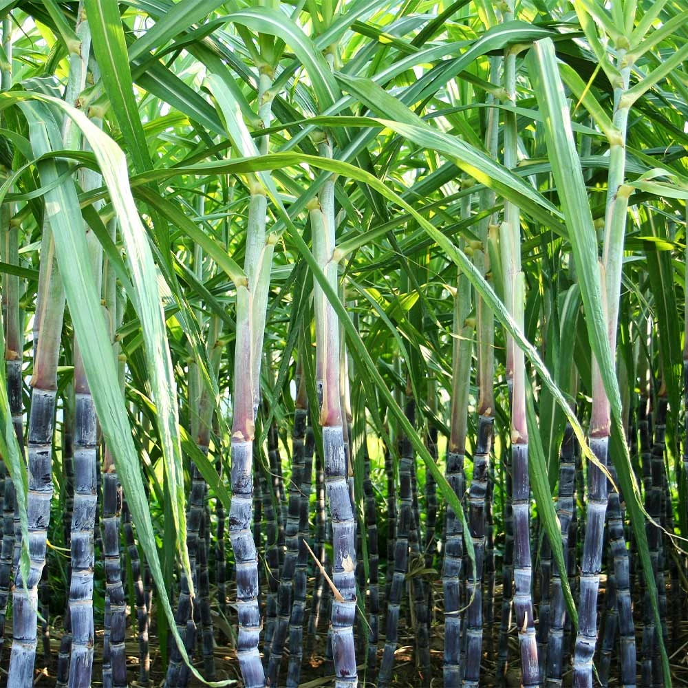 Sugar Cane Plant 6 Sugar Cane Plant - Image 4