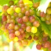 Summit Grape Vine -Brighter Blooms Summit muscadine Grape BB 600x600 ebd4c026 cd0d 49c0 9246 81e64d999e28