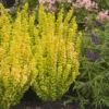 Sunjoy Golden Pillar Barberry Shrub -Brighter Blooms Sunjoy Golden Pillar 220