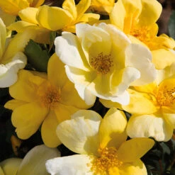Sunny Knock Out® Rose -Brighter Blooms Sunny knockout rose Shrub 11 BB